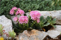 5c8fe2a4-IMG_0019 lewisia.jpg